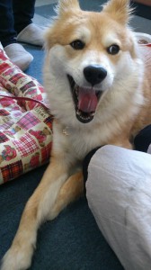 筑紫野市　事務所　愛犬ペコ