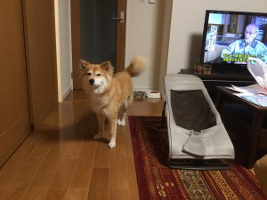 春日　番犬　ペコー☆