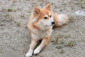 久しぶりのペコさん☆