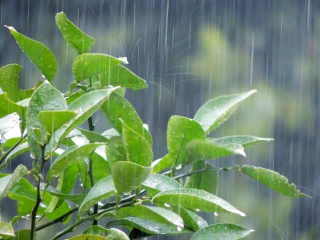 写真：雨に打たれる葉っぱ