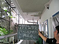 天井施工　ノキフレッシュ下塗り施工中